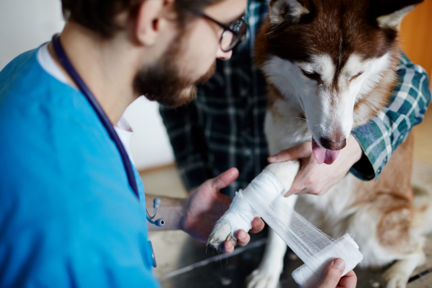 wound care sprays and ointments for dogs