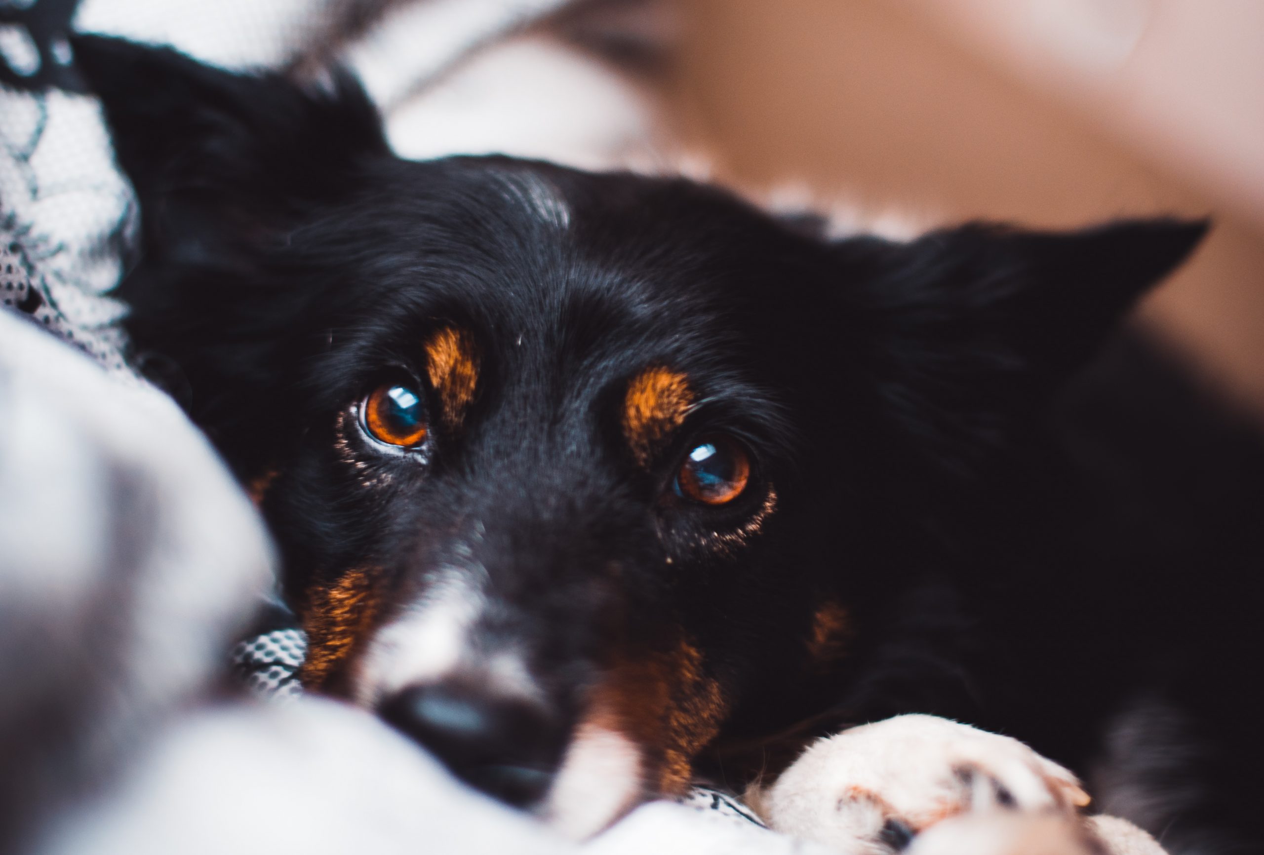 Best Eye Washes for Dogs