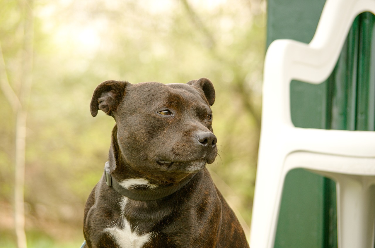 The 5 Biggest Myths About Staffordshire Bull Terriers