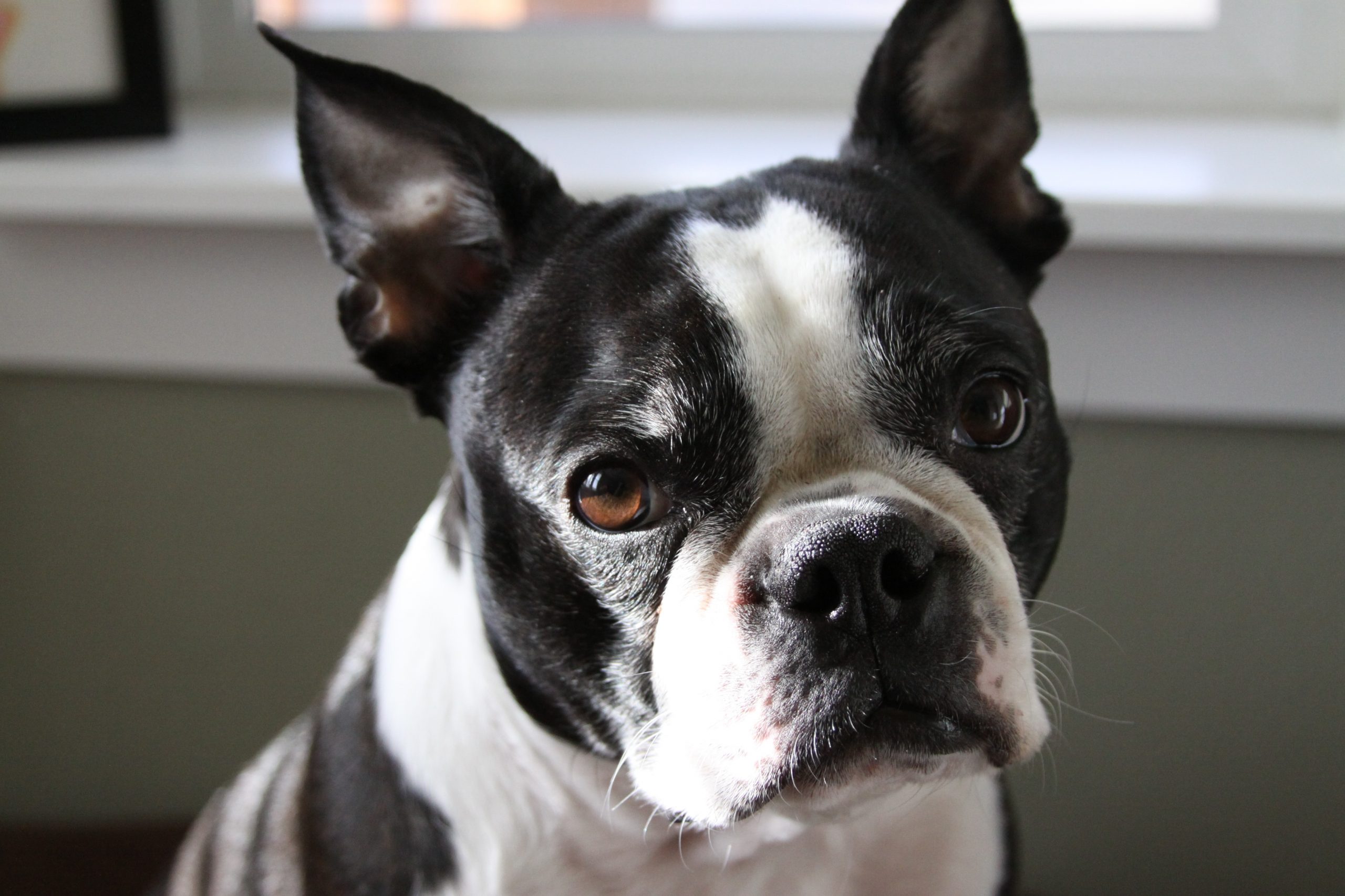The 5 Biggest Myths About Boston Terriers