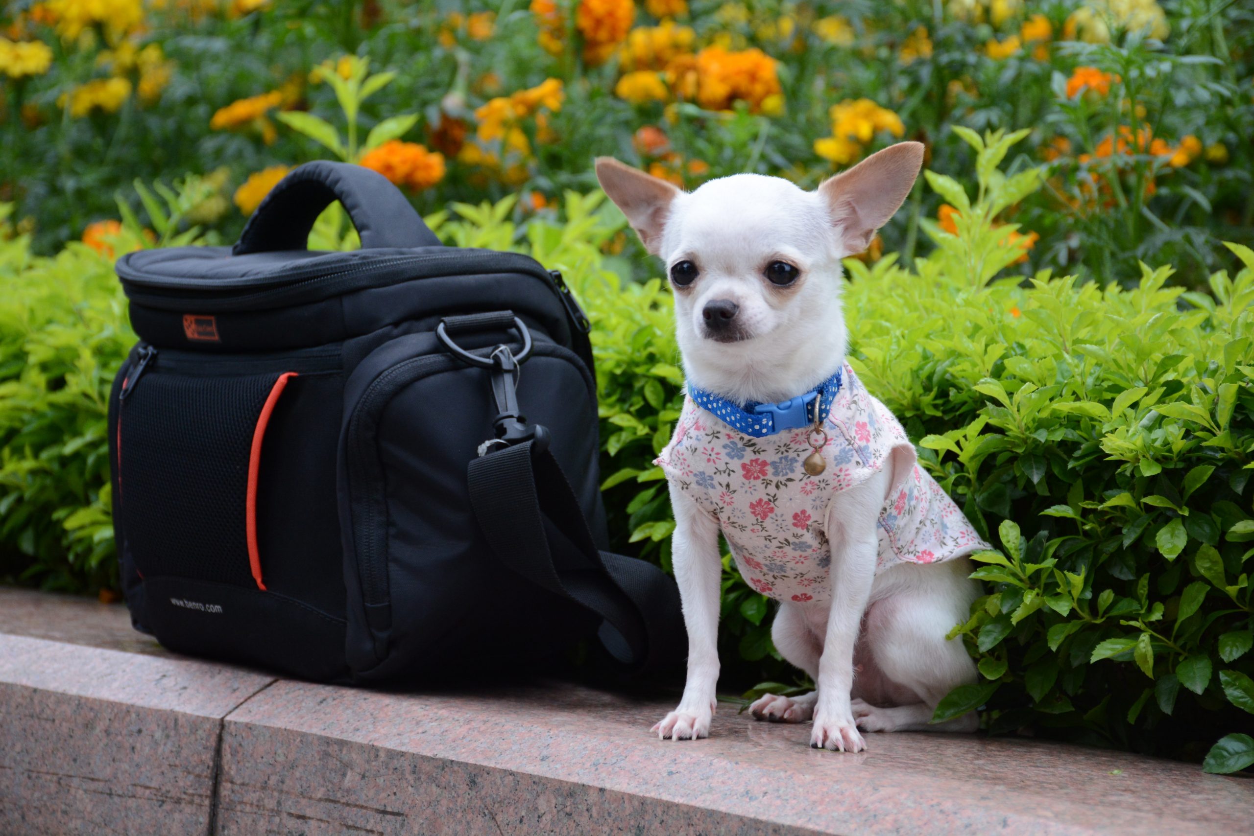 Best Dog Travel Bags