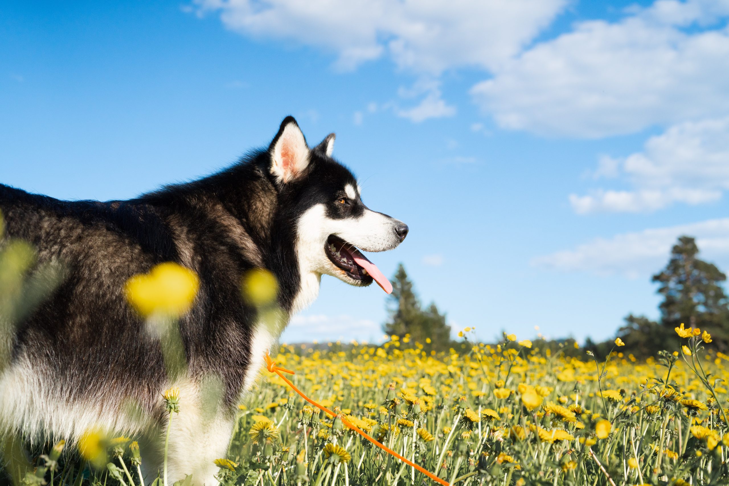 can a alaskan klee kai and a carolina dog be friends