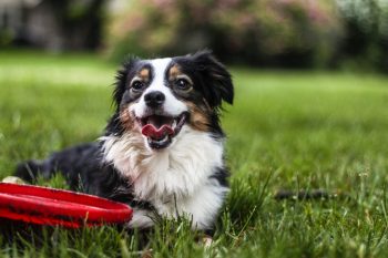 Best Electrolyte Supplements for Dogs