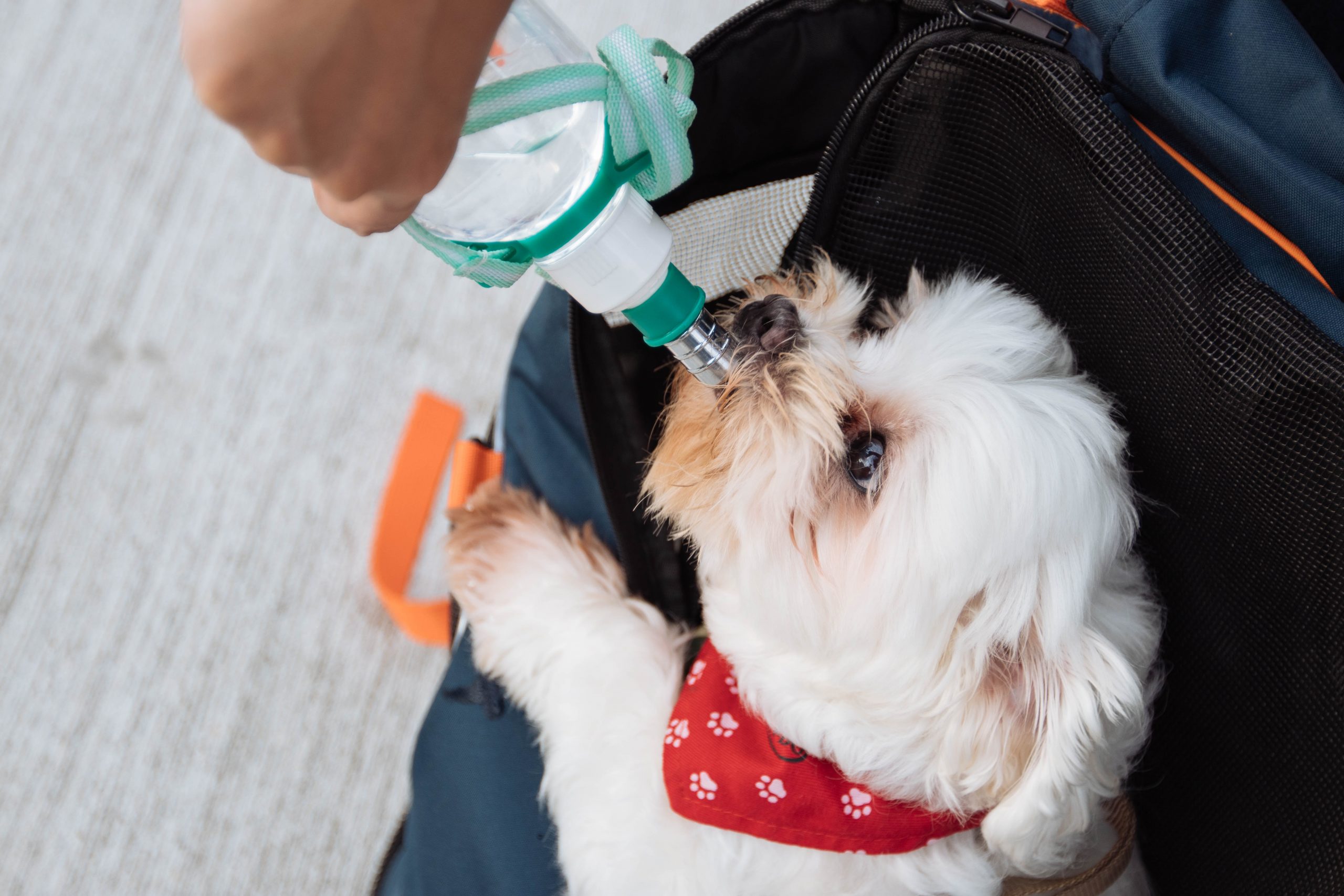 Best Water Bottles for Dogs