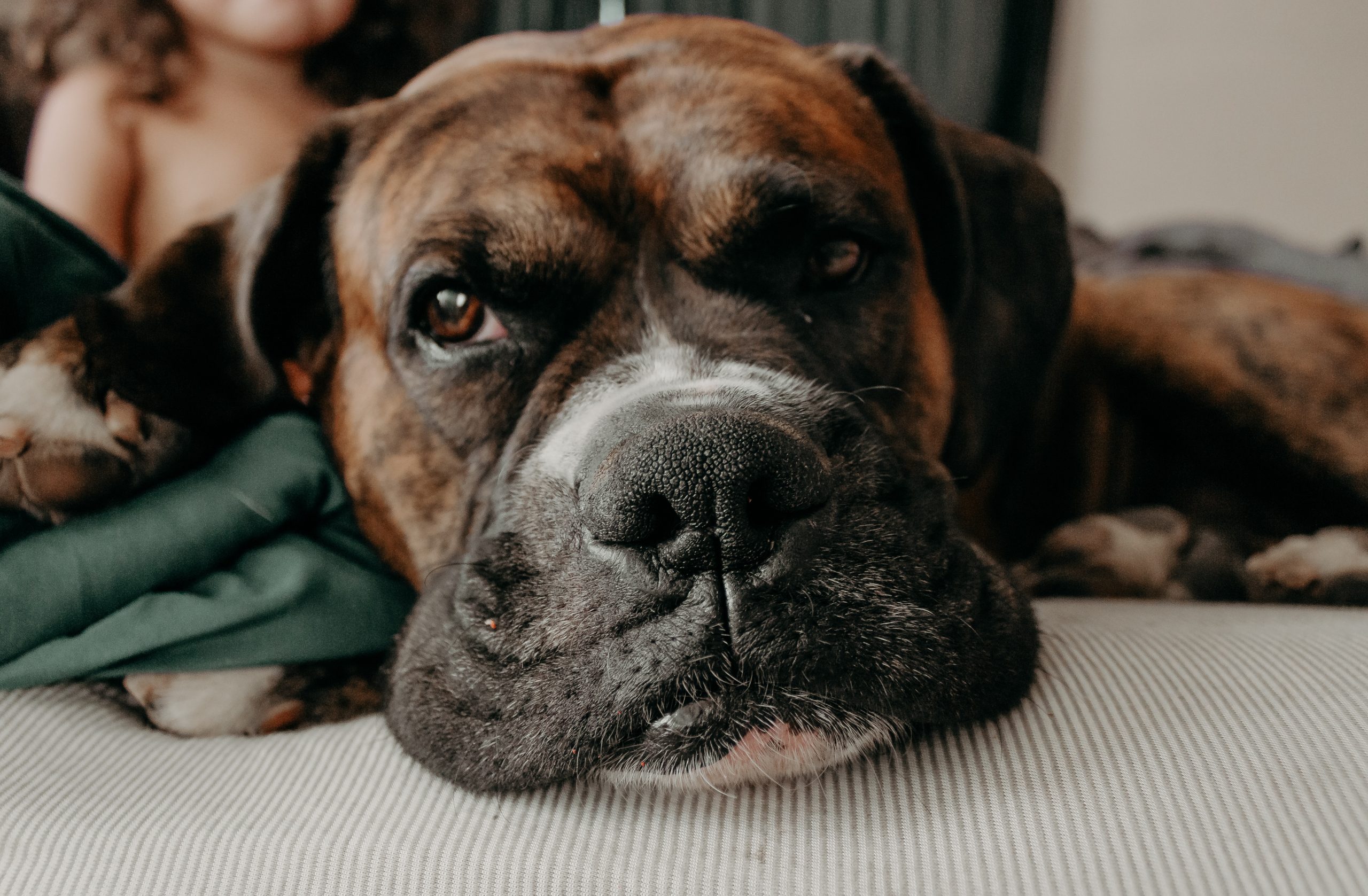 Rescue 2024 mastiff puppies