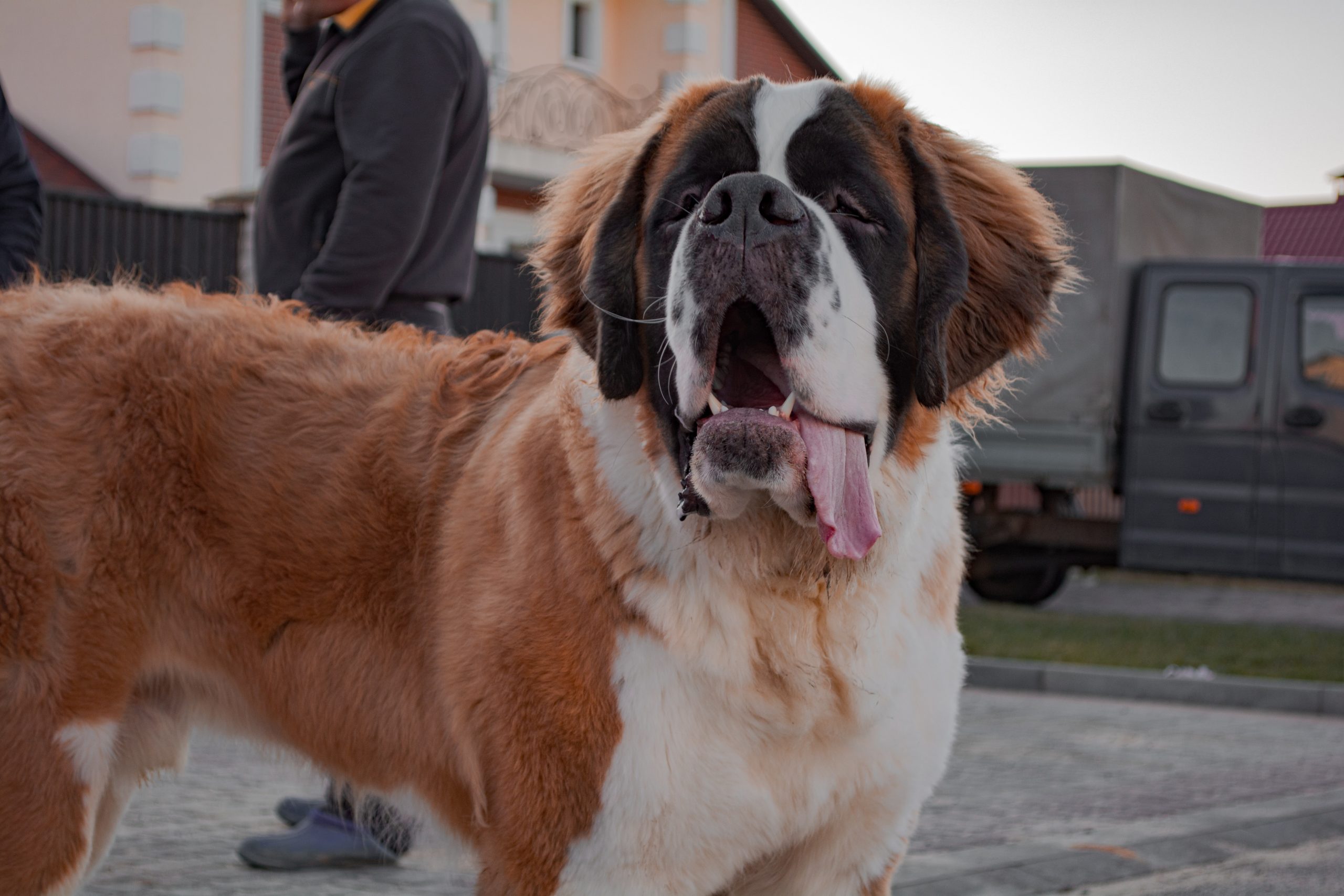 Saint Bernard Dog Breed Information and Pictures