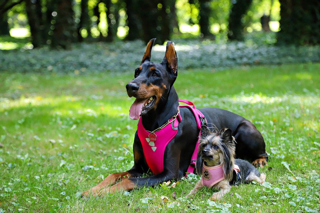 Best Tactical Dog Harness
