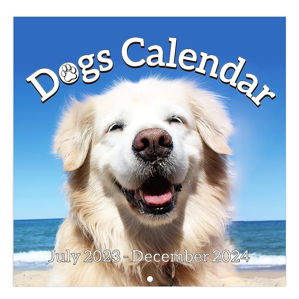 2022 Cavalier King Charles Spaniel Puppies Wall Calendar by Bright Day, 12  x 12 Inch, Cute Dog : : Office Products
