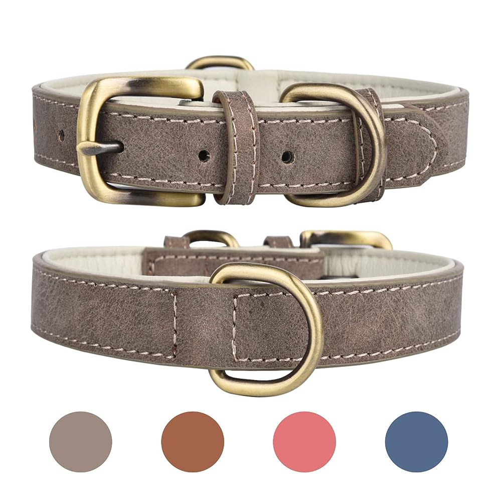 1 Tuff Skin D Ring Dog Collar with Brass Name Plate