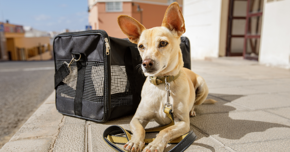 Airline approved dog carriers