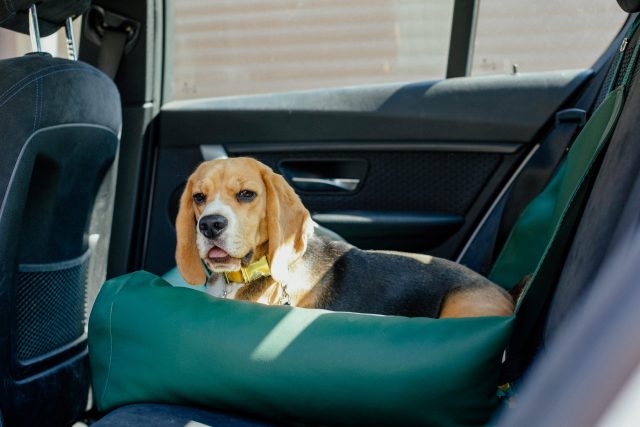 Beagle in car bed