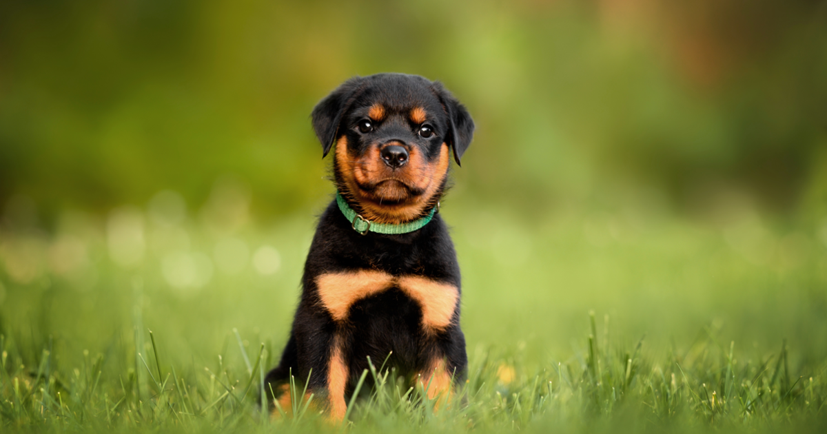 5 Best Breakaway Dog Collars