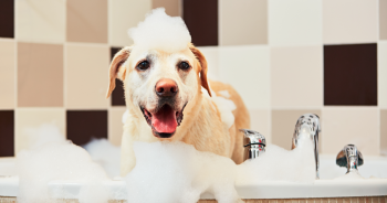Best cruelty-free canine  shampoo
