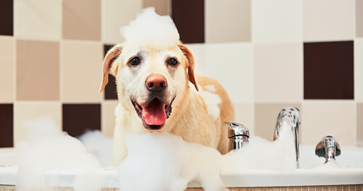 Best cruelty-free dog shampoo