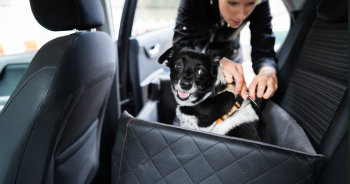 Best dog car seat beds