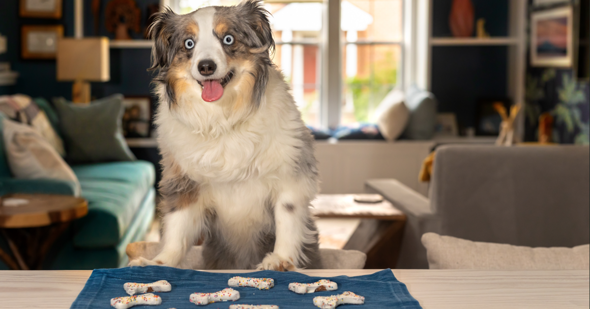 10 Best Dog Food Mat Options For Messy Pups