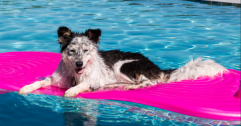 Best dog pool float