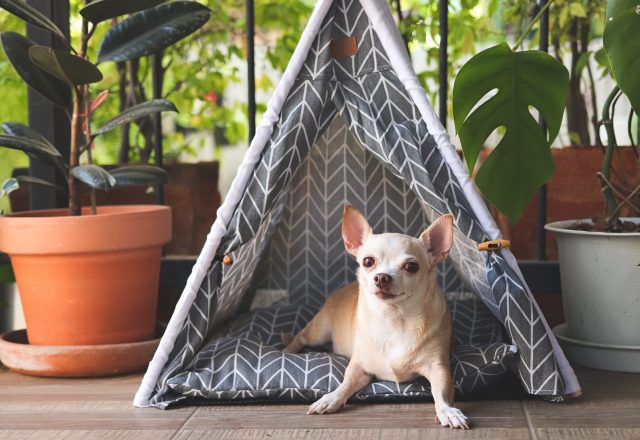 Chihuahua in tent bed