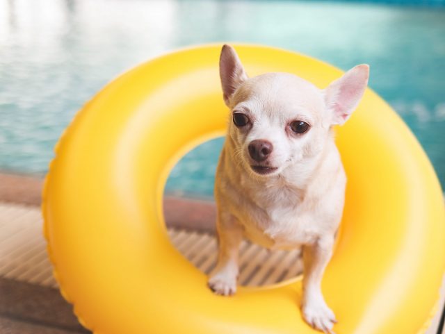 Chihuahua inside pool tube