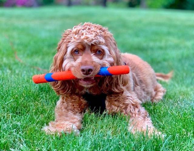 Chuckit Ultra Fetch Stick Outdoor Dog Toy