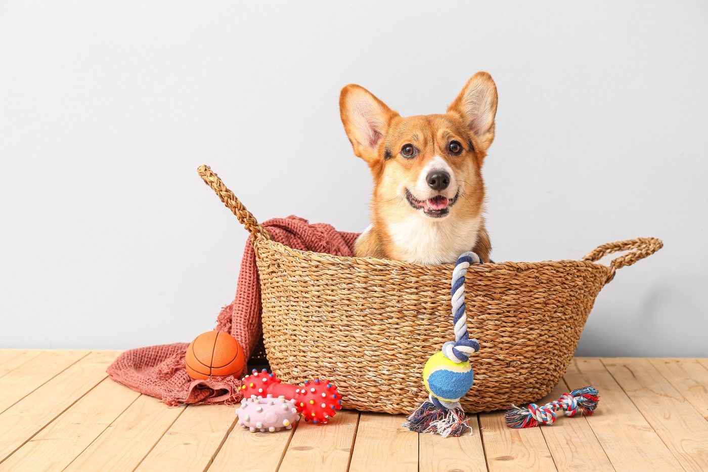 Corgi in toy basket