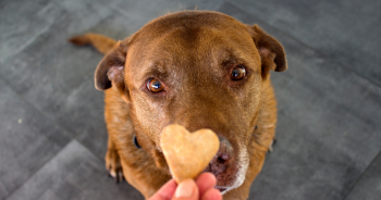 PetWireDaily — 11 Best Homemade Dog Treats For Spoiling Your Pup