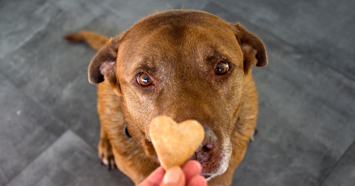 Diabetic dog treats