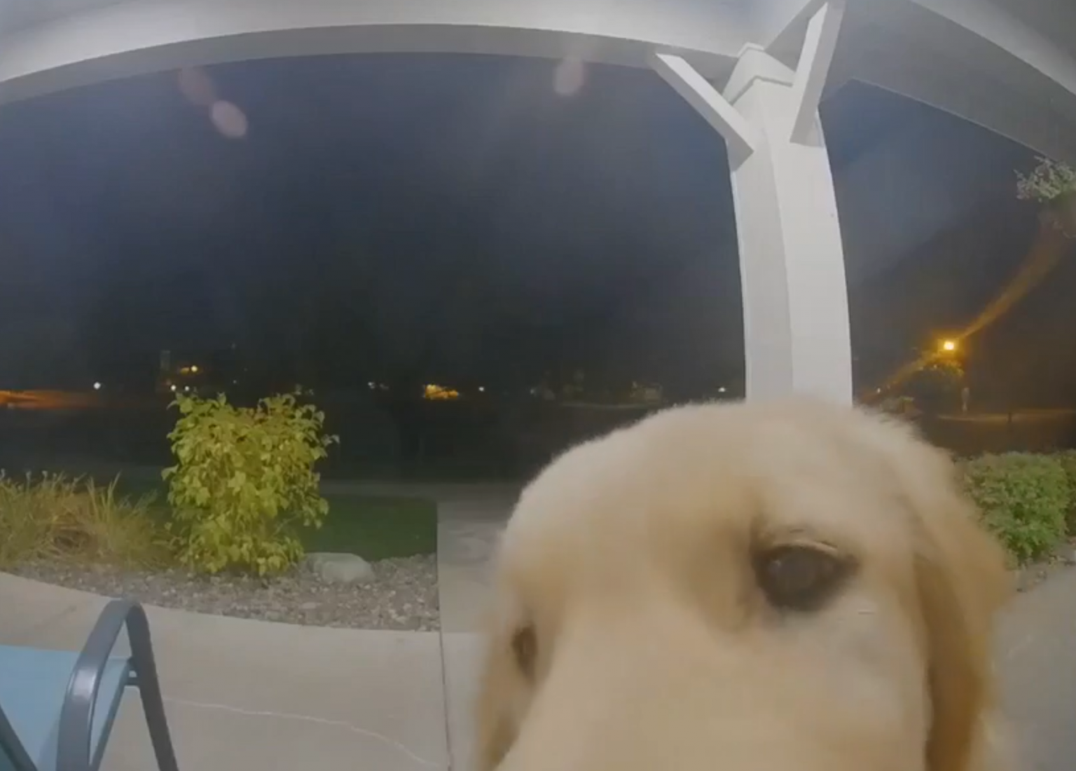 Dog Rings Doorbell To Get Back In After Escaping The House