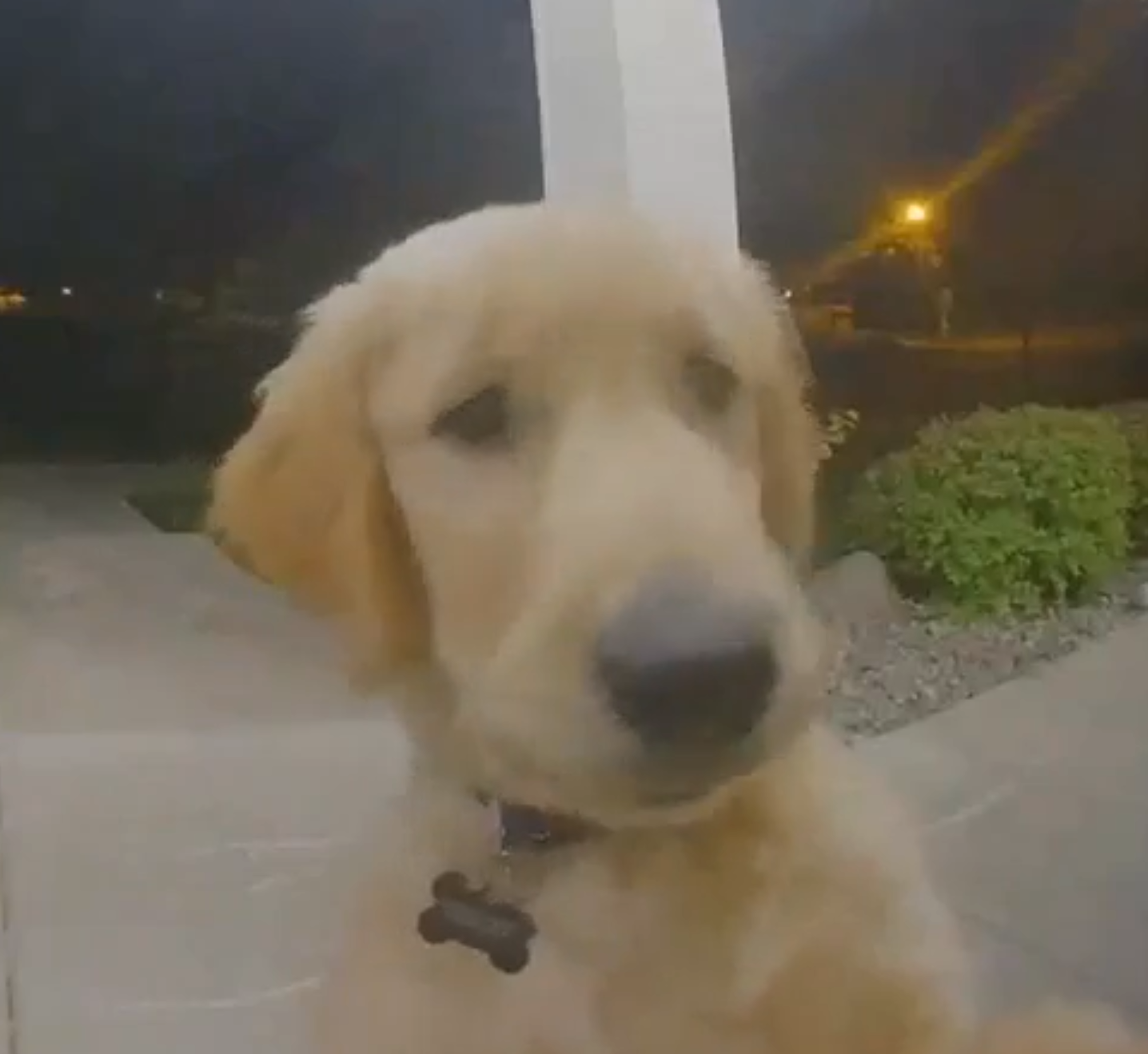Dog Rings Doorbell To Get Back In After Escaping The House