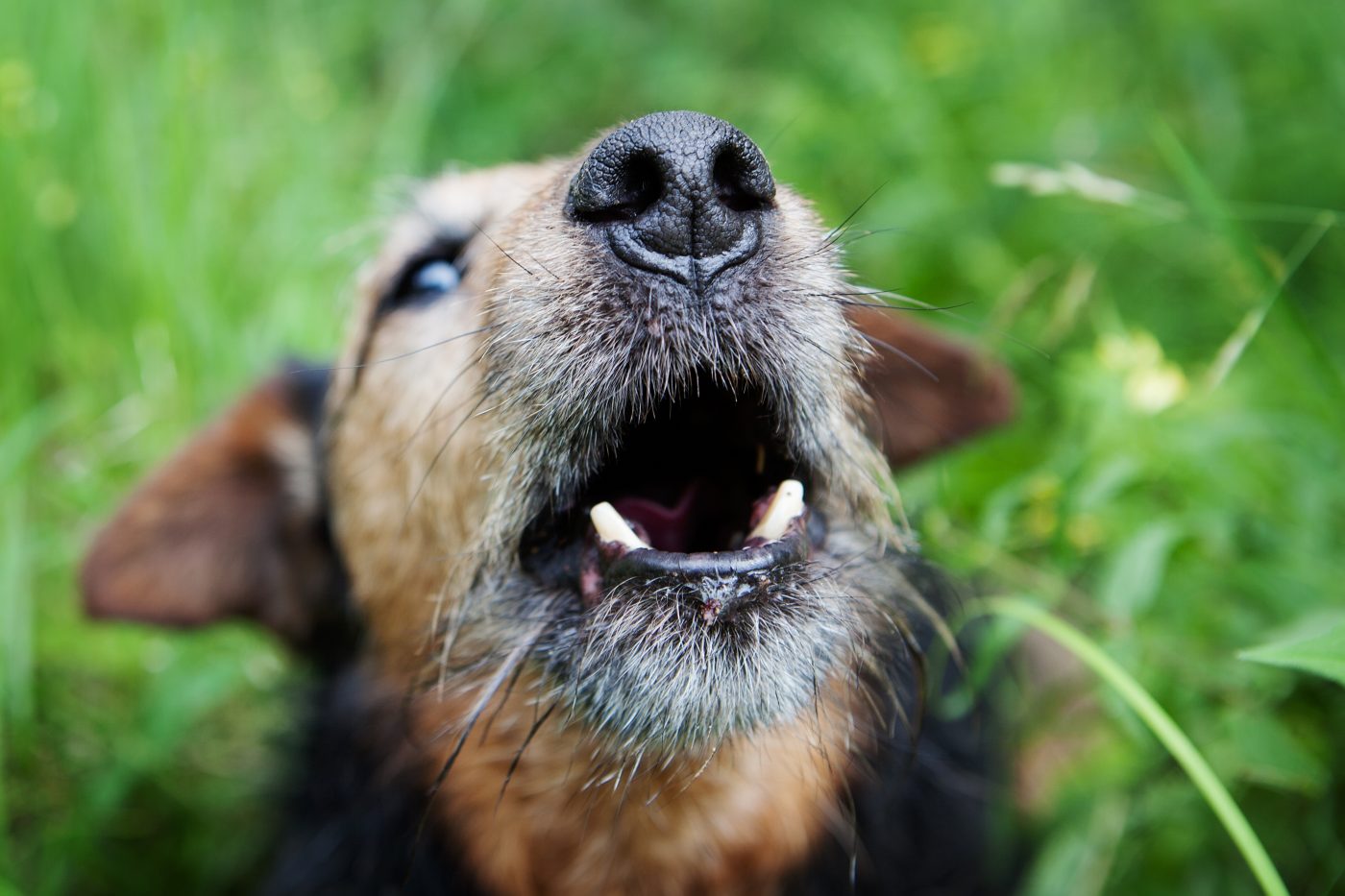 Dog barking close-up