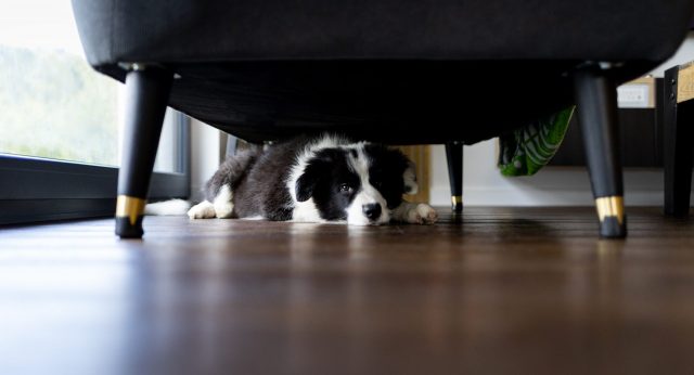 Dog hiding under furniture