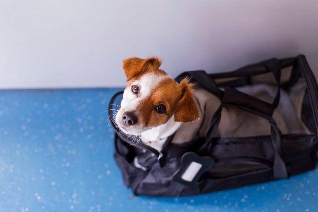 Dog in airline approved carrier