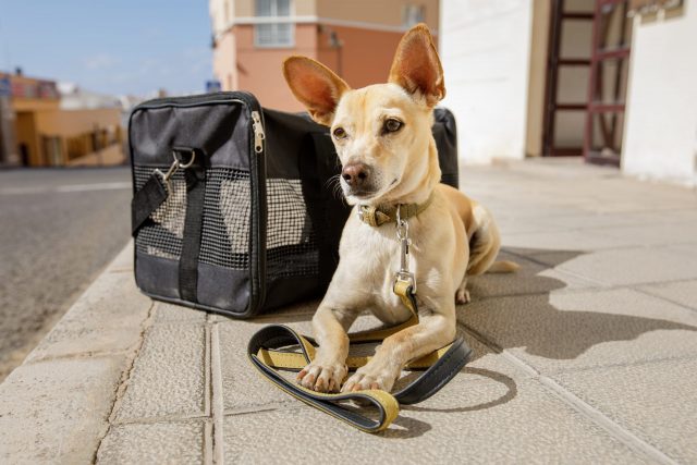 Dog next to airplane bag