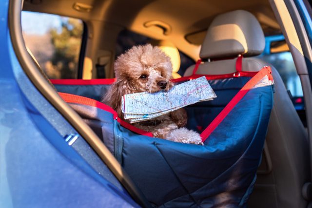 Dog ready to travel