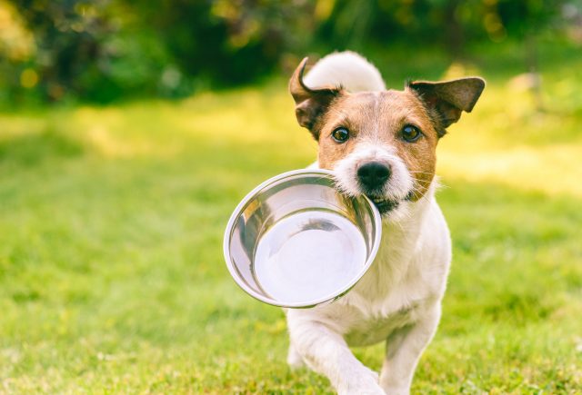 Dog running with food bowl