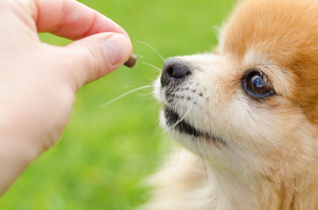 Dog sniffing training treat