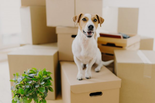Dog surrounded by boxes