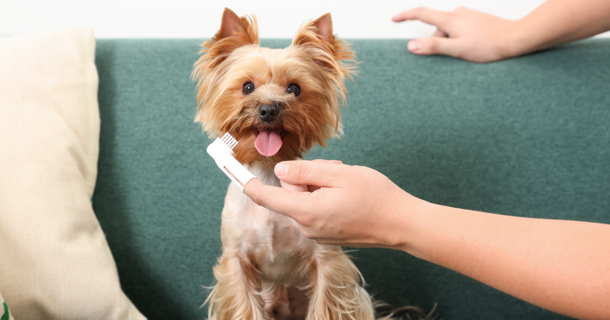 Dog teeth cleaning products