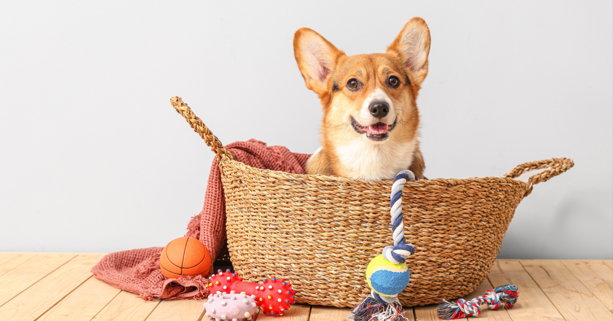 12 Best Dog Toy Storage Boxes & Baskets