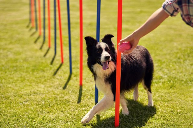 Dog weaving through agility posts