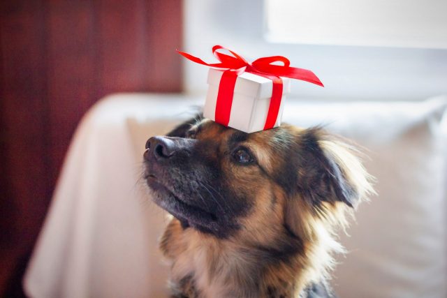Dog with gift on head