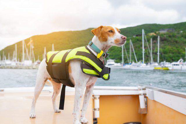 Dog with life jacket on boat