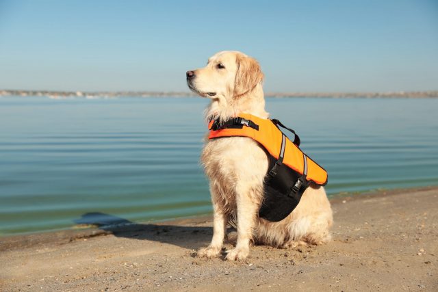 Dog with life jacket on the beach