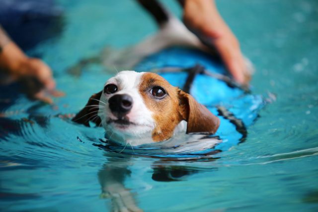 Dog with life jacket swimming