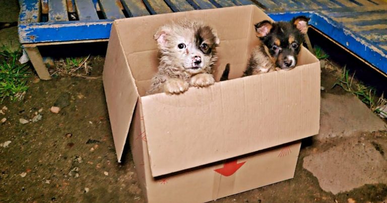 Abandoned Puppies in a Box