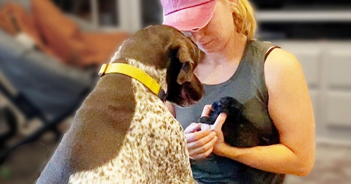 Mom Gives Teeny Motherless Kitten To Her Pointer To Keep Her Safe