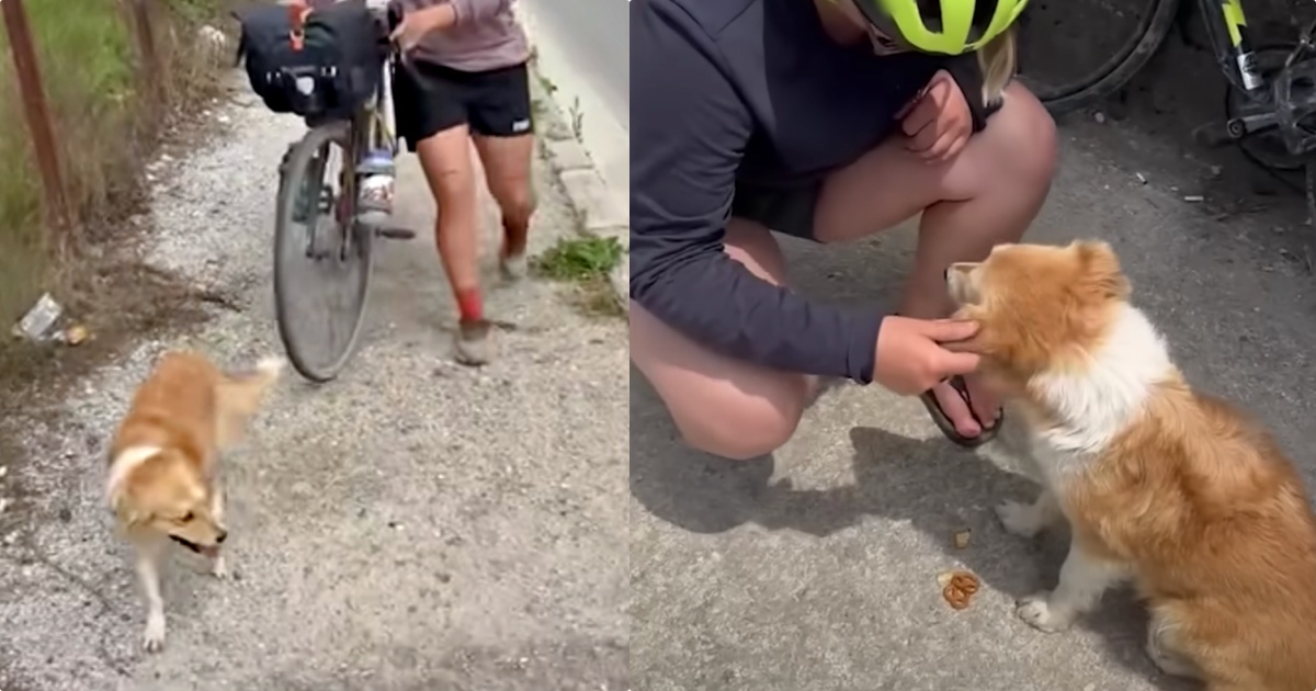 Stray Dog ‘Chases’ Cyclists For Miles, Pining For Adventures And A Home