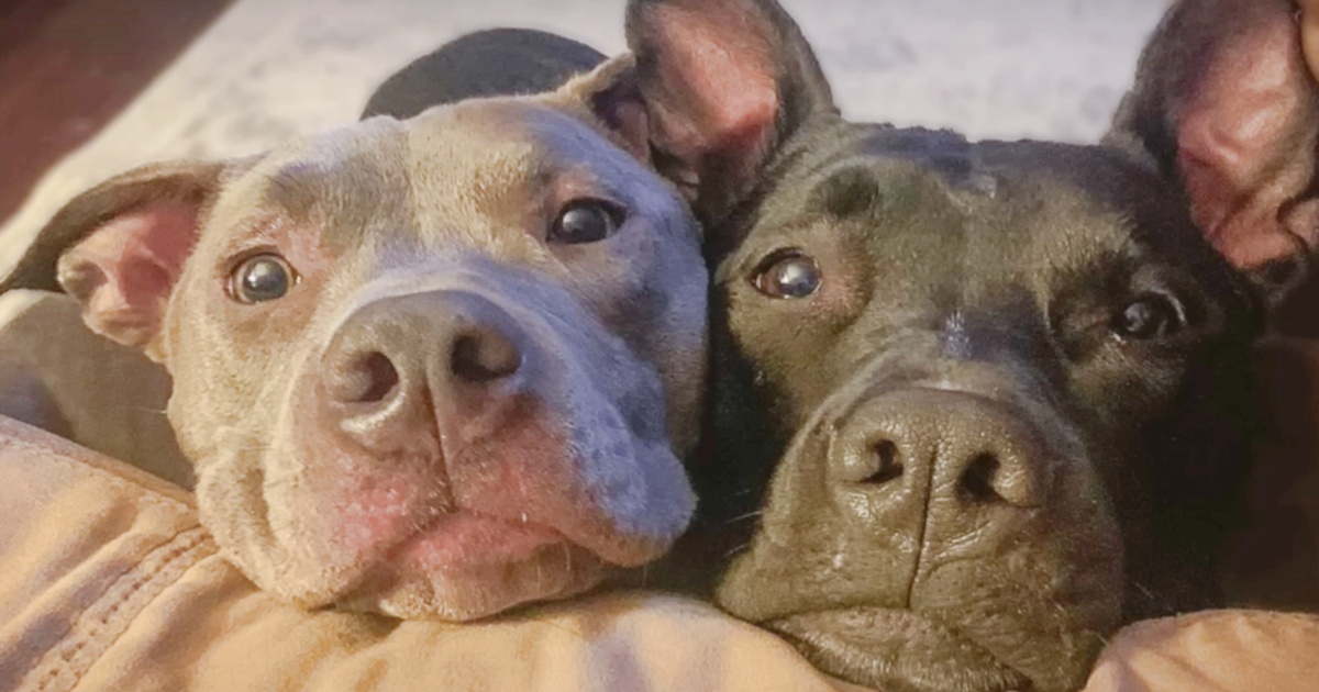 When Pittie’s Separated From Her Sister, She Howls ‘To The Moon And Back’