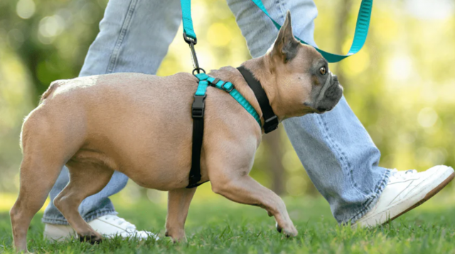 French Bulldog walking with Rover harness