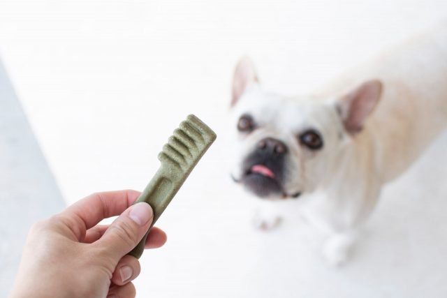 Handing dog a dental chew